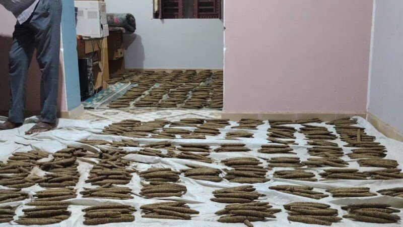 ضبط 5200 قندول بنقو بمدينة سودانية - أصداء سودانية